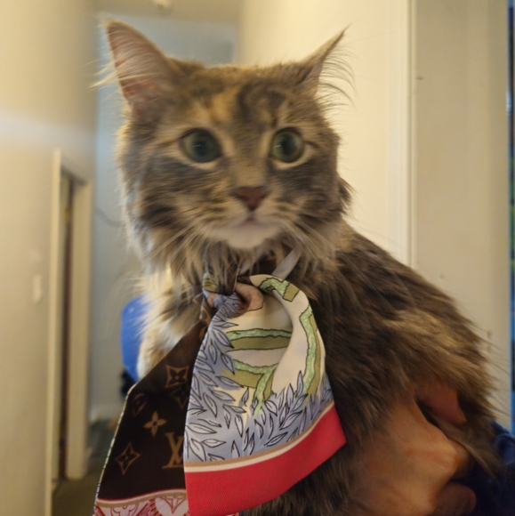 Meet your Posher, Melchie - Picture 1 of 1